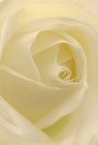 This image draws you into the tender heart of a cream-white rose, its petals unfurling in graceful spirals that seem as weightless as mist above Hither Green's morning rooftops. The texture is luminous and inviting-each petal hints at cotton-soft smoothness, lightly kissed by gentle shadows and the golden touch of natural daylight. There's a sense of peace and promise, as if the rose was gathered during a quiet walk by Mountsfield Park or thoughtfully arranged for a neighbour in Hither Green's close-knit community. The atmosphere glows with the reassurance of new beginnings, heartfelt sympathies, or quiet admiration, making the rose an ideal messenger for every tender occasion. Sensed more than seen, the delicate fragrance lingers-a subtle trace of sweetness, evoking memories of fresh bouquets arriving on Springbank Road. The artistry of the arrangement honours both flower and recipient, reflecting the care and dedication of local florists who know just how to convey the right emotion. Through its elegant form and serene spirit, the rose becomes not just a visual delight, but a story of connection and grace-woven into the fabric of Hither Green life.